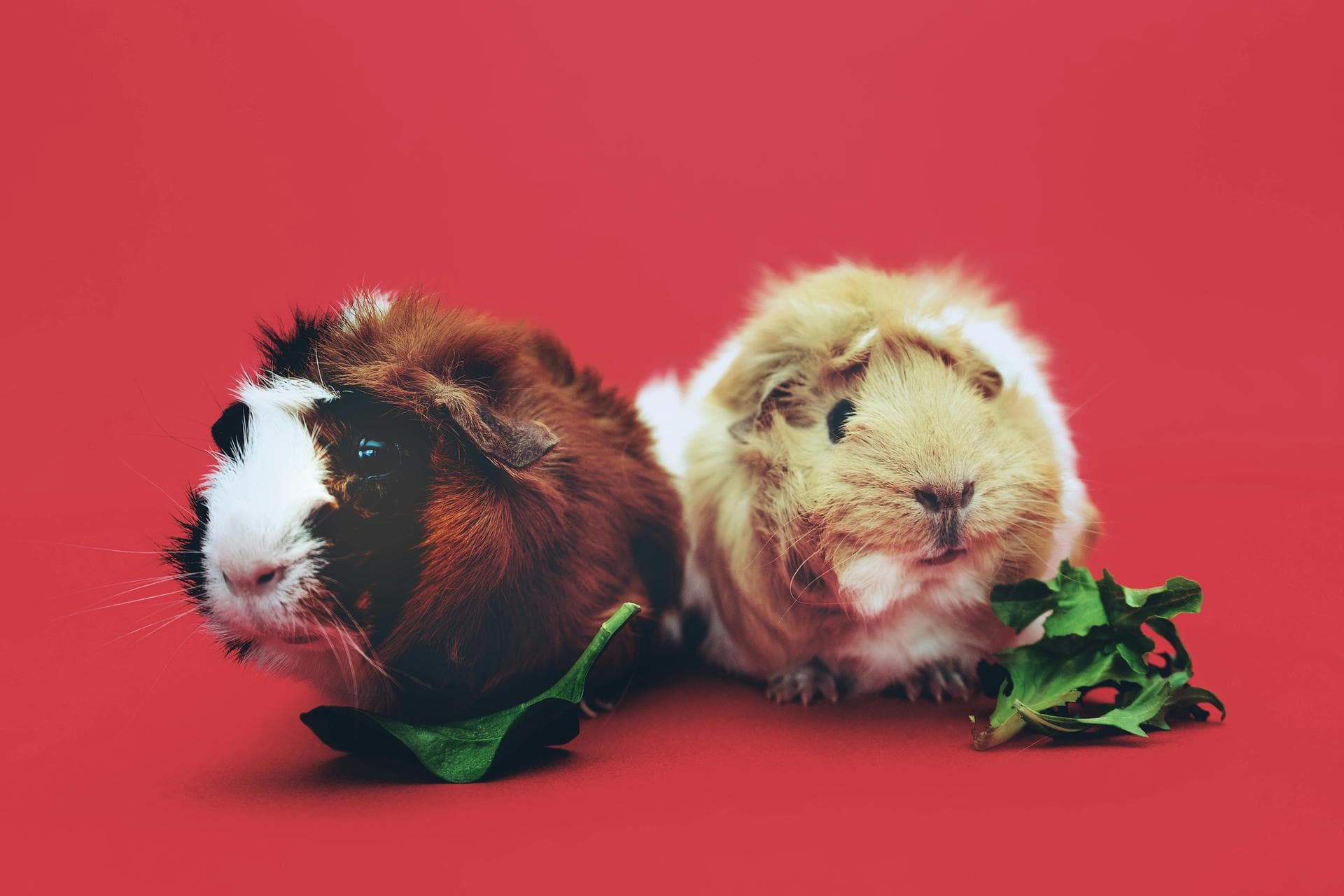 Farm & Large-Animal Vets near St Albans