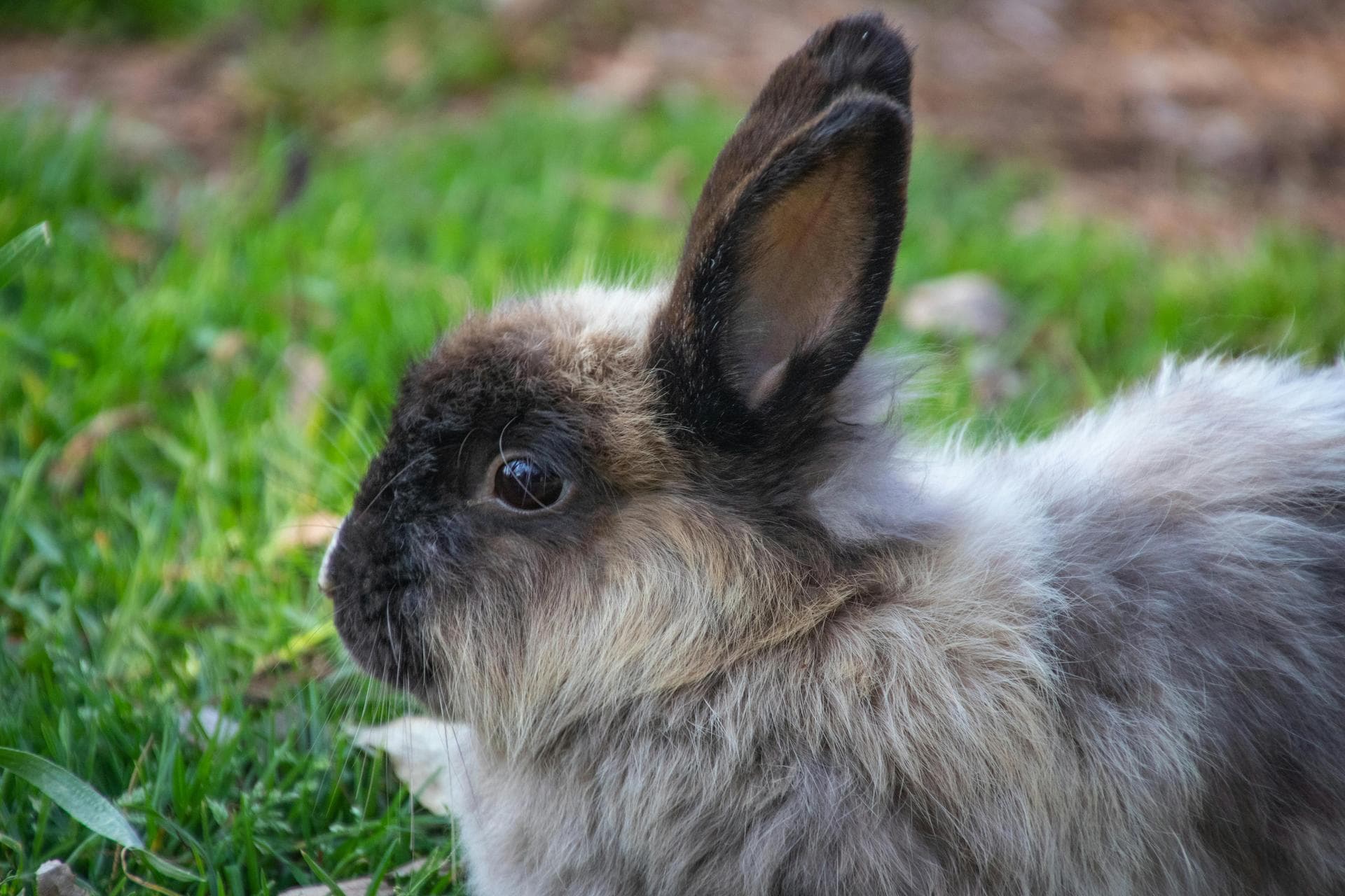 Emergency Vets in St Albans