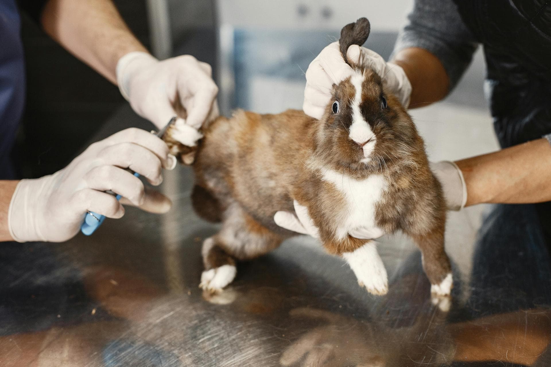 Rabbit Spay Castrate Neutering Prices in St Albans