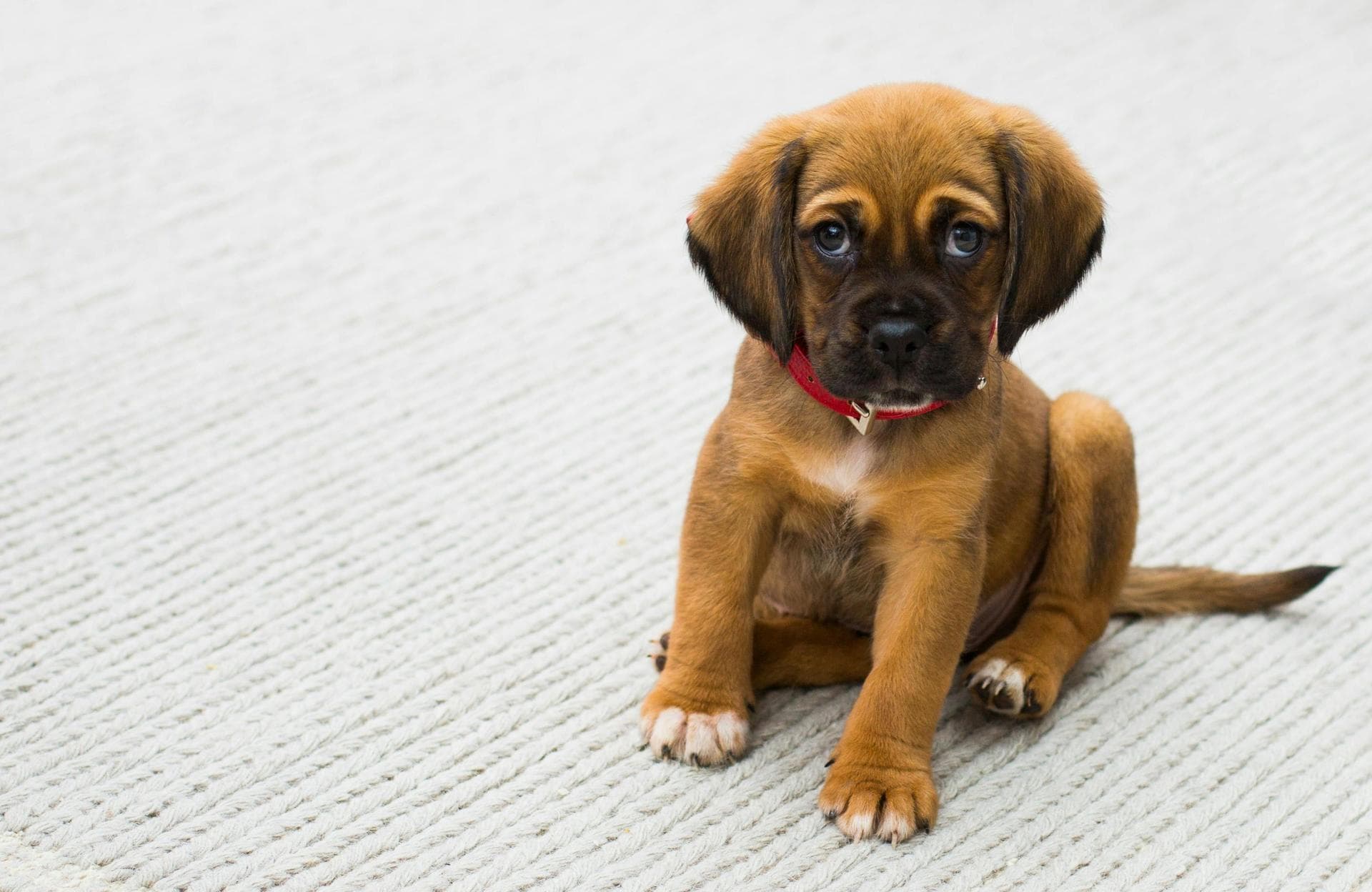 Annual Vaccination With Kennel Cough Prices in St Albans