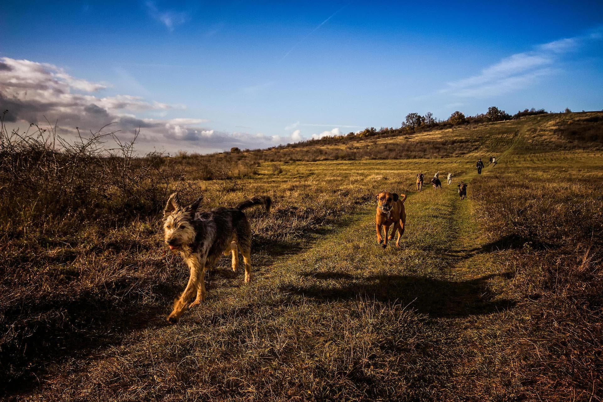 Kennel Cough Vaccine Prices in St Albans
