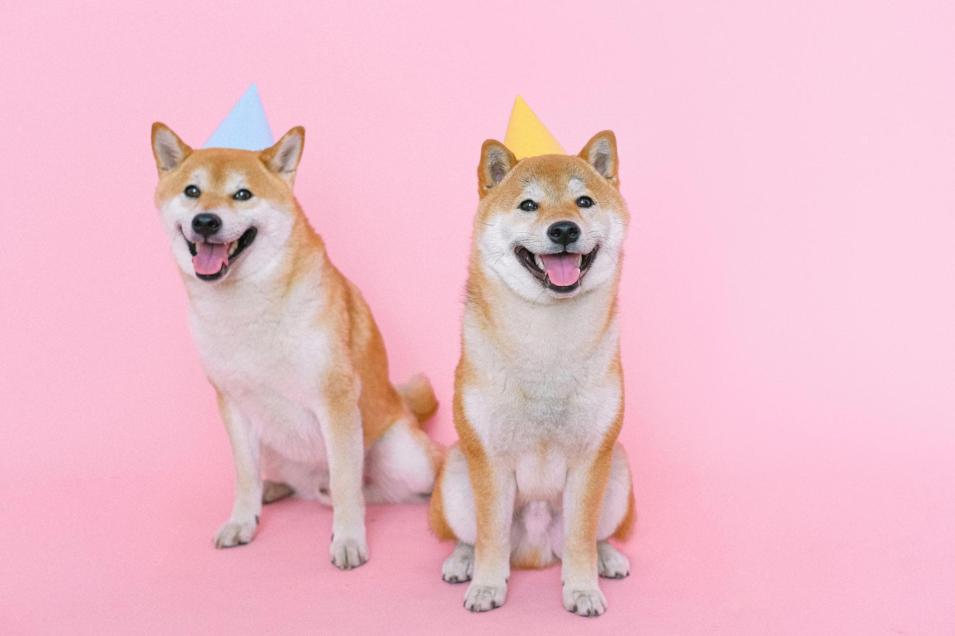Pet Microchipping Prices in St Albans