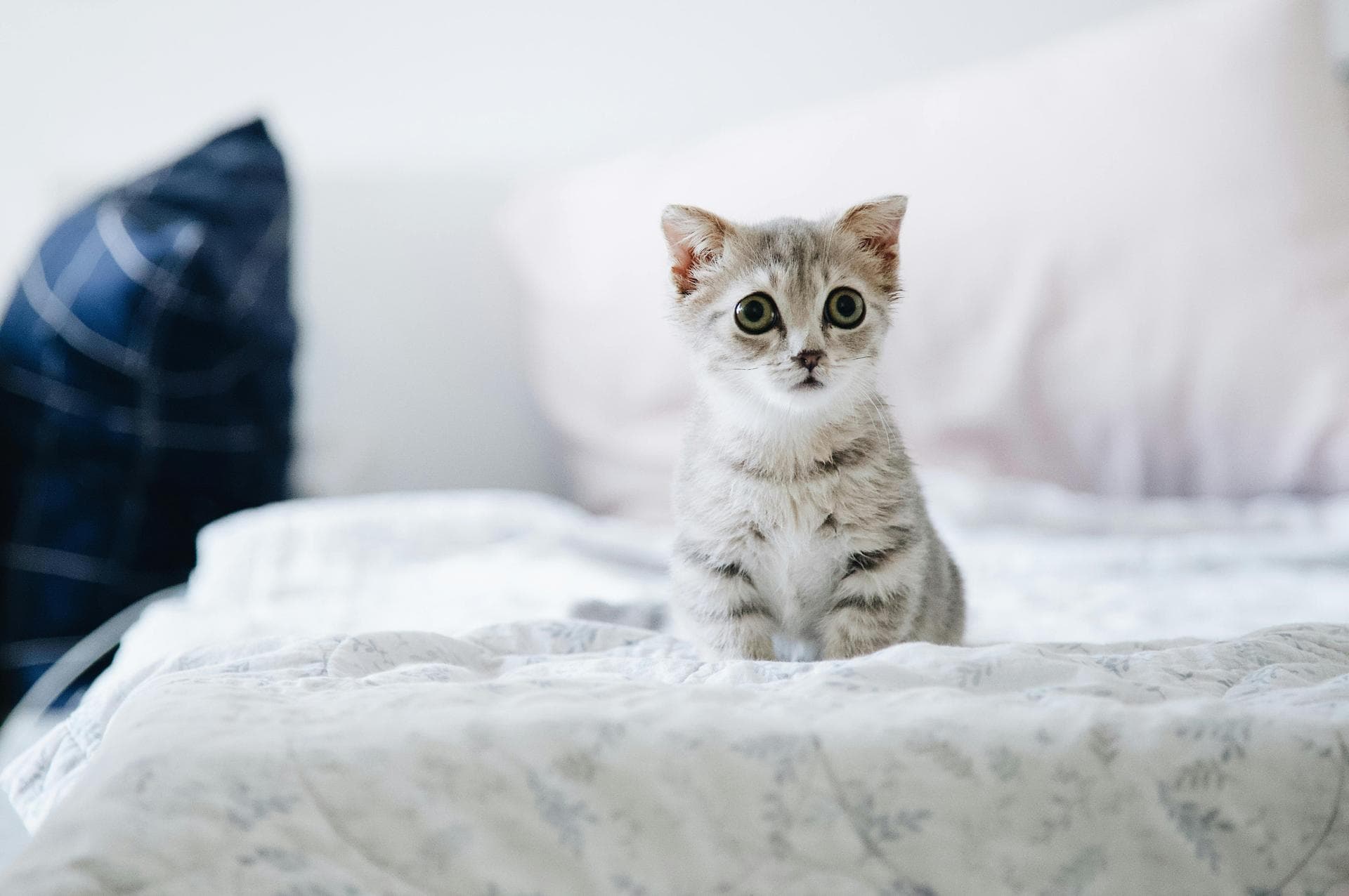 White kitten on bed